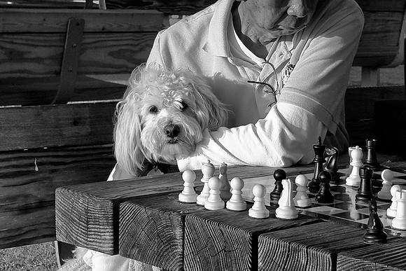 Chess Dog