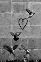 Love Birds