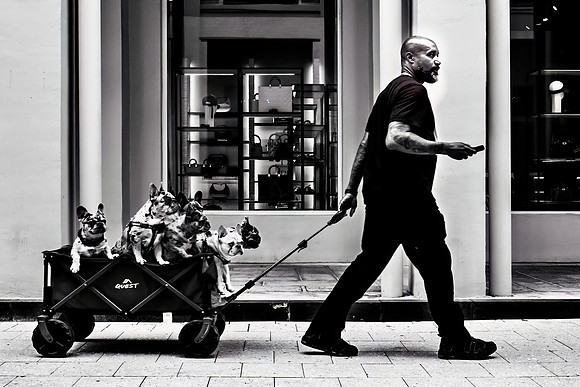 UBER For Dogs?
