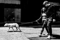 It's A Dog's Life
