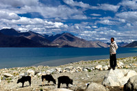 Goats Up High