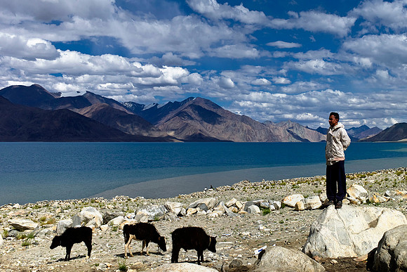 Goats Up High
