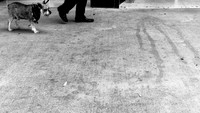 Walking The Pooch