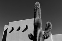 Arizona