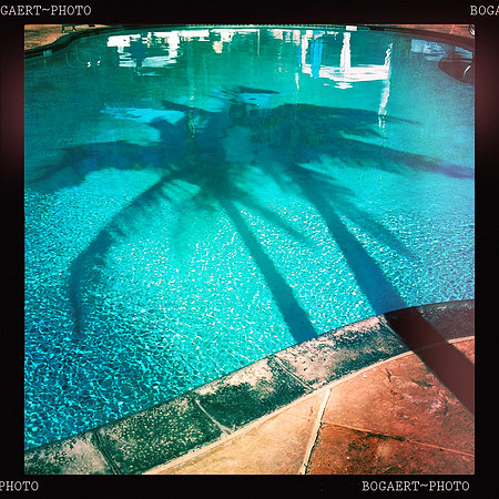 Palms In The Pool