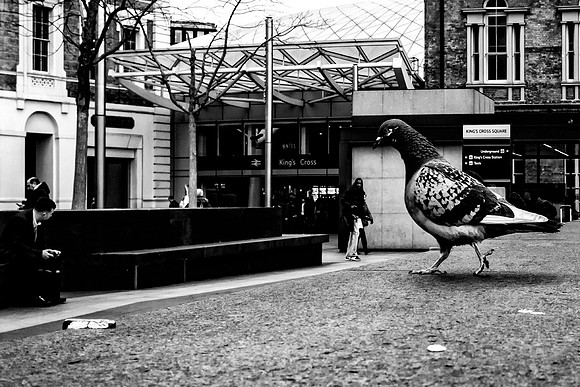 Big Bird
