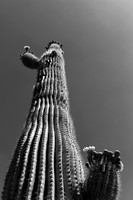 Arizona 10