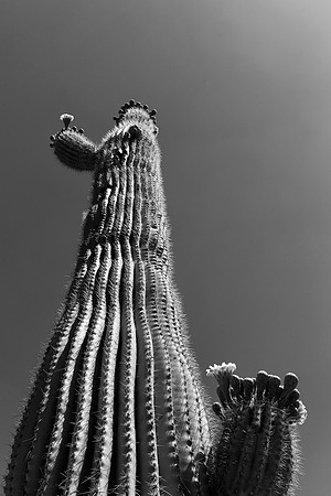 Arizona 10