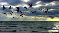 15 Birds into the Storm