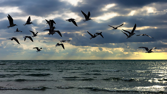 15 Birds into the Storm