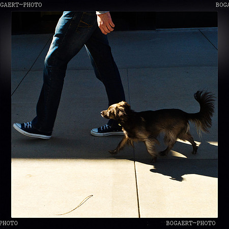 Walking The Dog