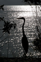 17  Sunset Silhouette