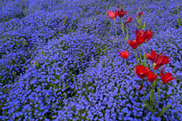 Red & Blues