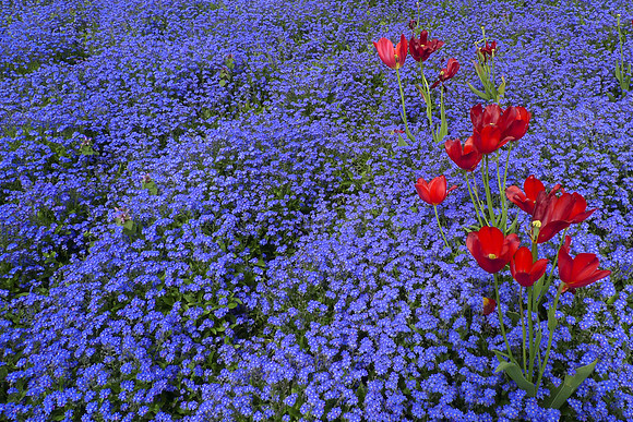 Red & Blues