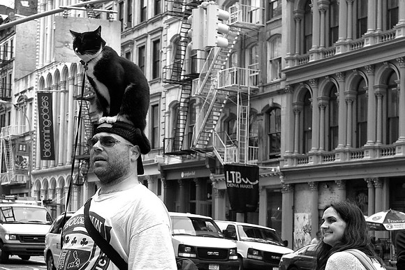 Anyone Seen My Cat ???
