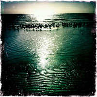 Birds on Beach