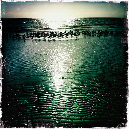 Birds on Beach