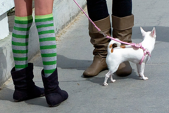 Pooch & Boots
